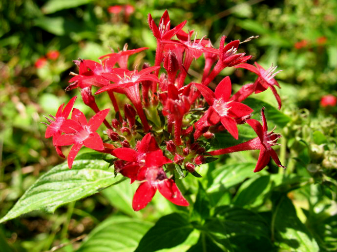 繁星花冬天需要剪掉吗 这样养护繁星花冬季不会死哦