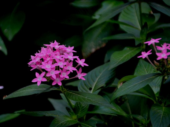 繁星花冬天需要剪掉吗 这样养护繁星花冬季不会死哦