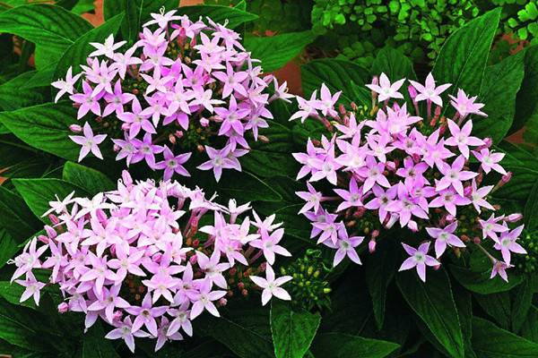 繁星花冬天需要剪掉吗 这样养护繁星花冬季不会死哦