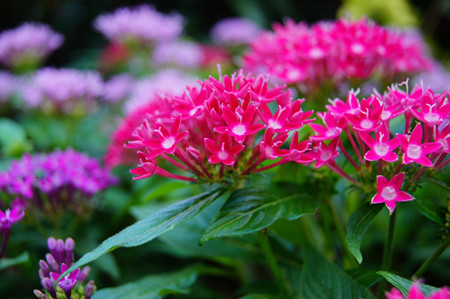 繁星花冬天需要剪掉吗 这样养护繁星花冬季不会死哦