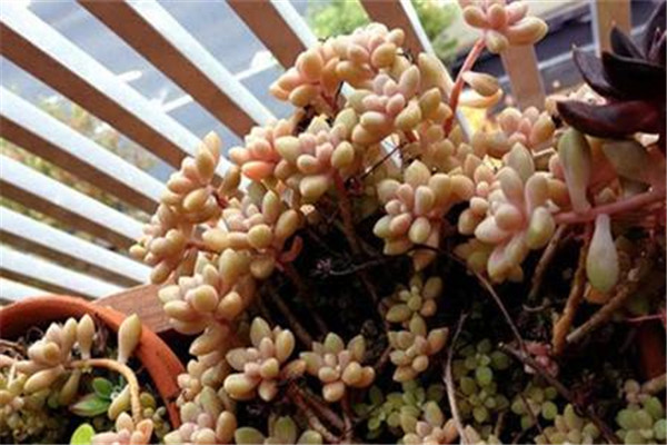 姬秋丽要如何养护 这里有姬秋丽最正确的养殖方法技巧哦