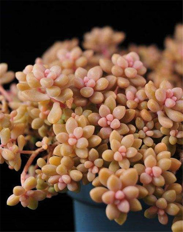 姬秋丽要如何养护 这里有姬秋丽最正确的养殖方法技巧哦