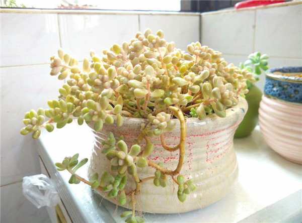 姬秋丽要如何养护 这里有姬秋丽最正确的养殖方法技巧哦