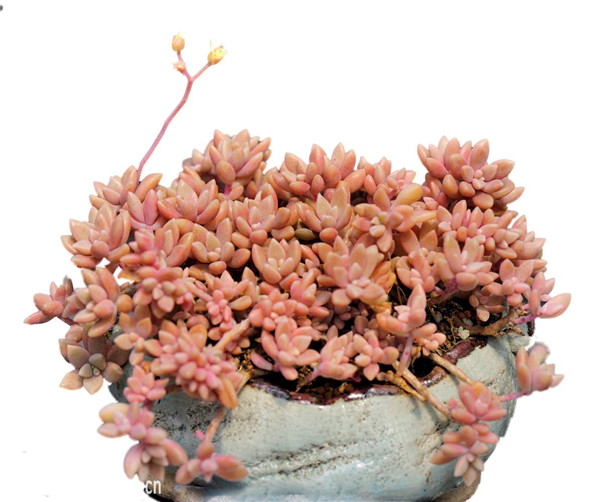 姬秋丽要如何养护 这里有姬秋丽最正确的养殖方法技巧哦