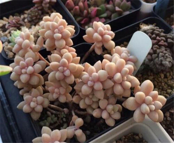 姬秋丽要如何养护 这里有姬秋丽最正确的养殖方法技巧哦