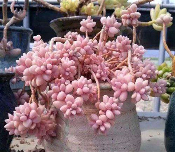 ��������ô�����ܱ��� Ҫ�뼧����������Щ��������������Ҫ