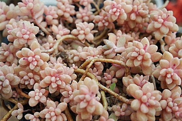 ��������ô�����ܱ��� Ҫ�뼧����������Щ��������������Ҫ