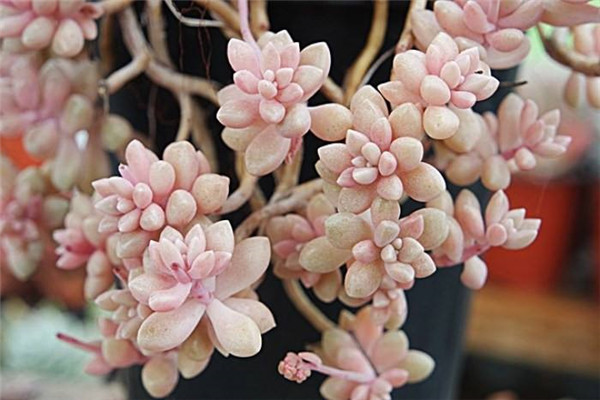 ��������ô�����ܱ��� Ҫ�뼧����������Щ��������������Ҫ