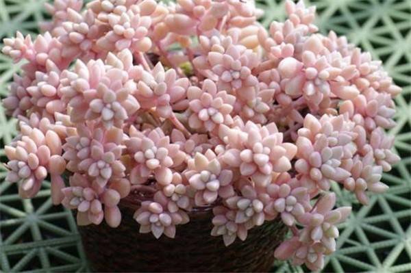 ��������ô�����ܱ��� Ҫ�뼧����������Щ��������������Ҫ