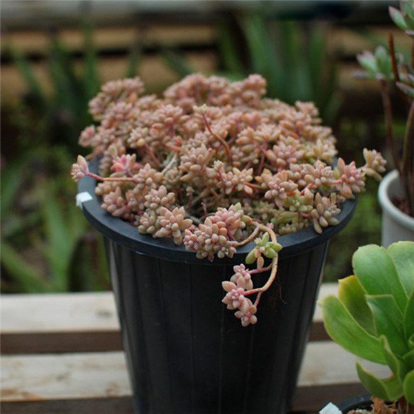 ��������ô�����ܱ��� Ҫ�뼧����������Щ��������������Ҫ