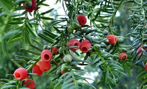 红豆杉什么时候才会开花结果 红豆杉开花的样子你见过吗