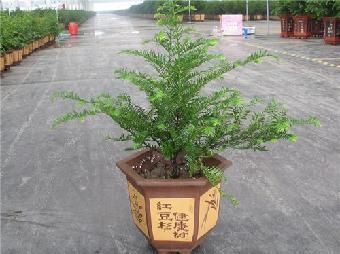 红豆杉什么时候才会开花结果 红豆杉开花的样子你见过吗