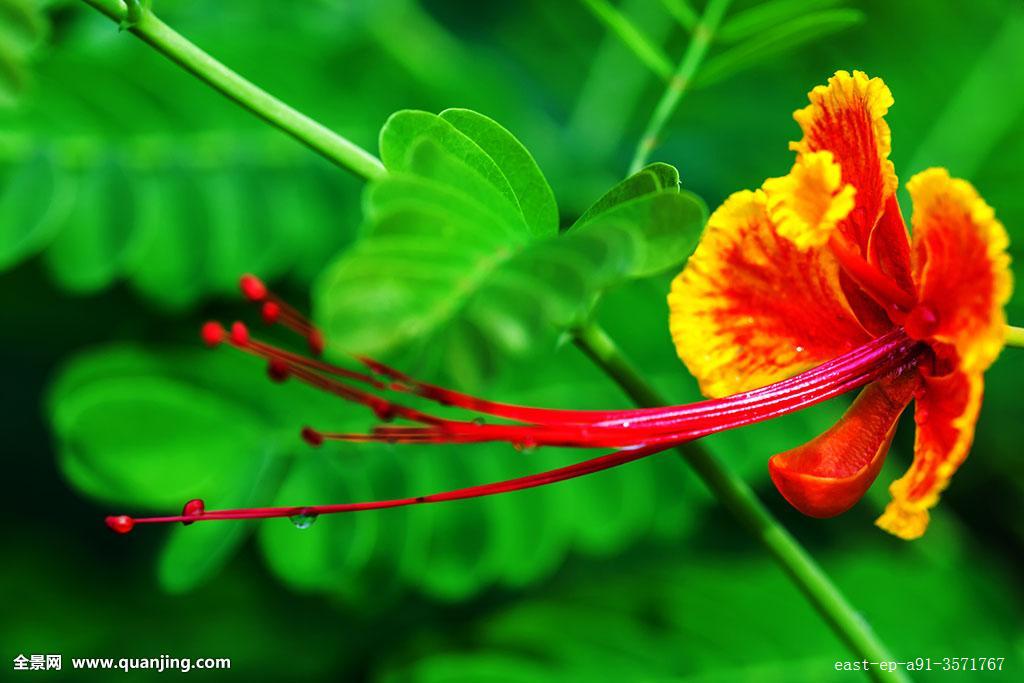 金凤花的功效与作用有哪些 家养金凤花的好处可真不少