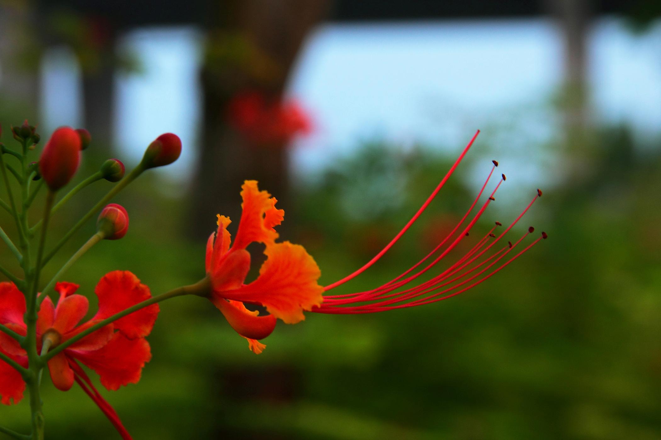 金凤花的功效与作用有哪些 家养金凤花的好处可真不少