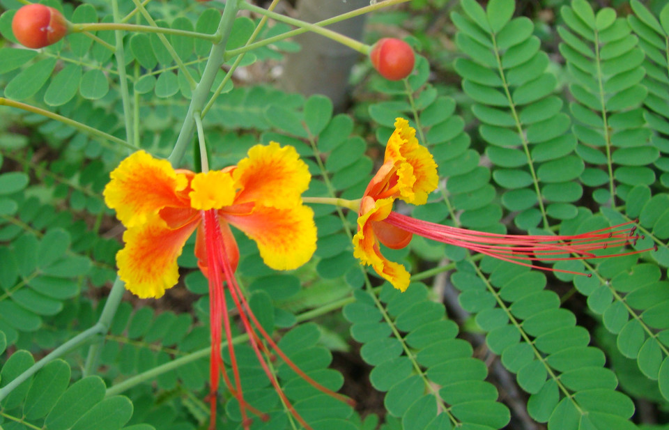 金凤花的功效与作用有哪些 家养金凤花的好处可真不少