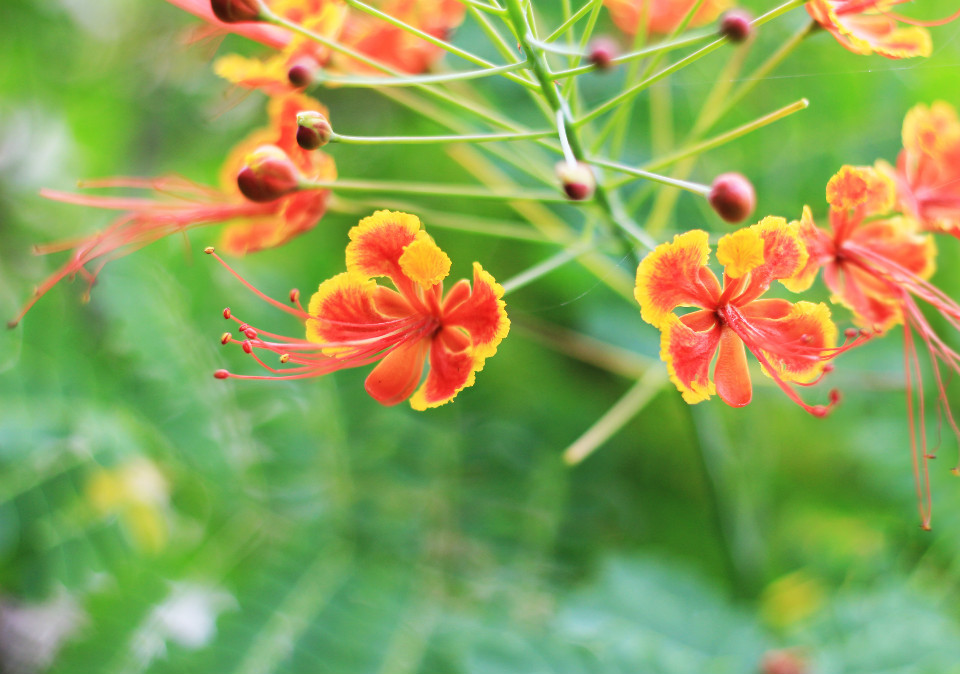 金凤花的功效与作用有哪些 家养金凤花的好处可真不少