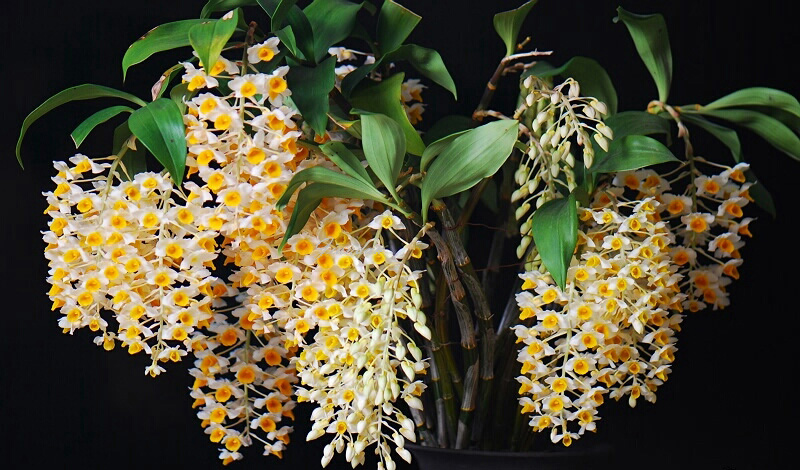 ��ʯ�����Գ��� �벻����ʯ���Ĺ�Ч����������ô��