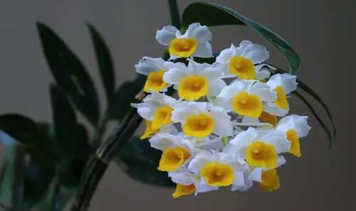 ��ʯ�����Գ��� �벻����ʯ���Ĺ�Ч����������ô��