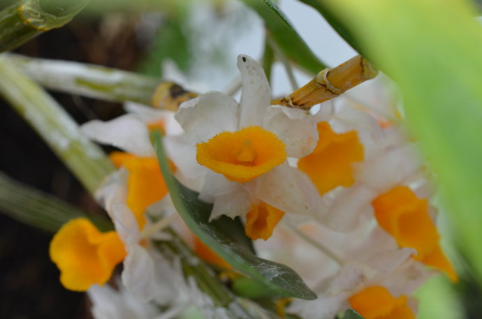 ��ʯ�����Գ��� �벻����ʯ���Ĺ�Ч����������ô��