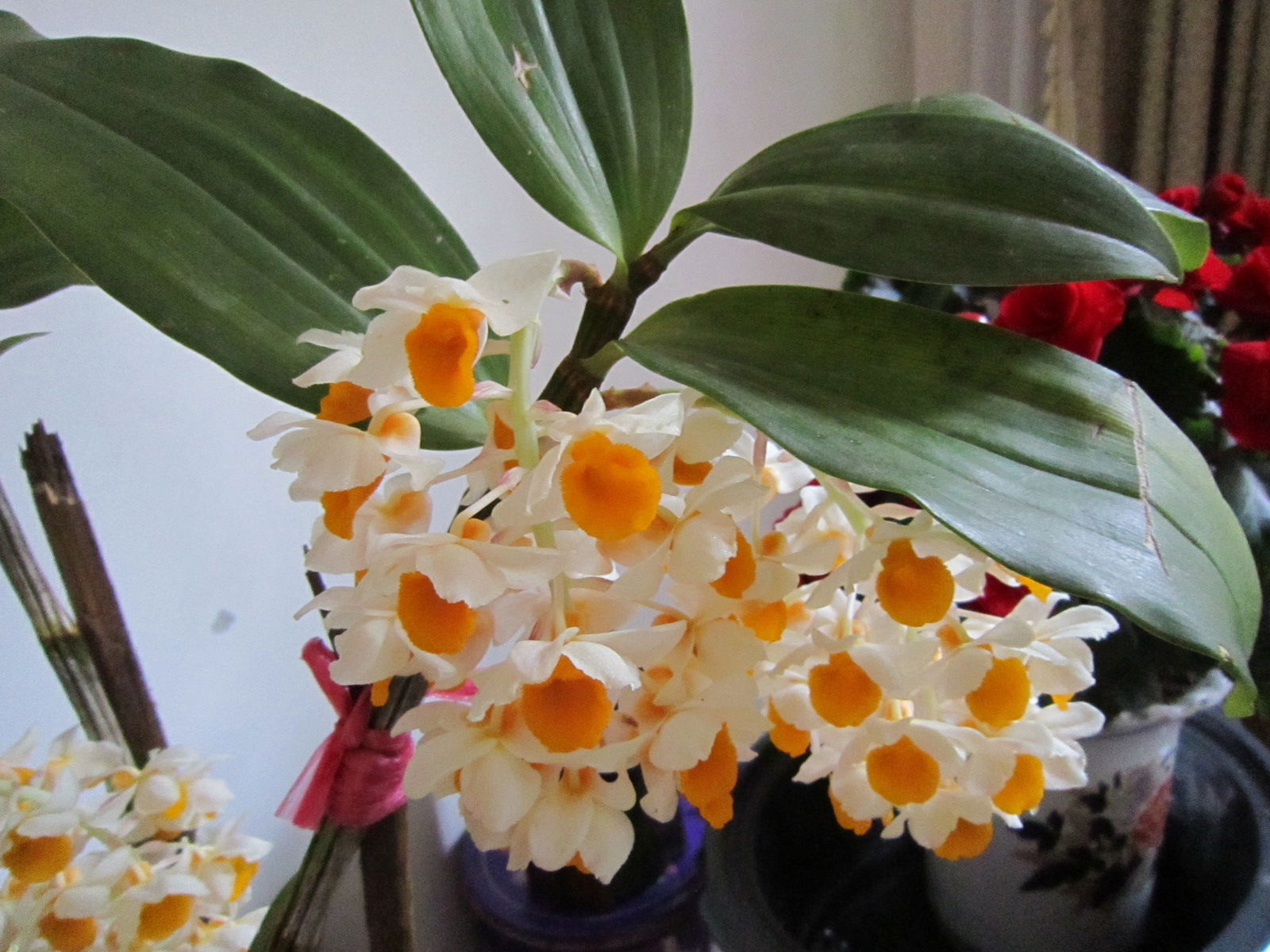 ��ʯ�����Գ��� �벻����ʯ���Ĺ�Ч����������ô��