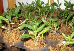 球花石斛怎么繁殖 球花石斛的繁殖方法分别有这几种