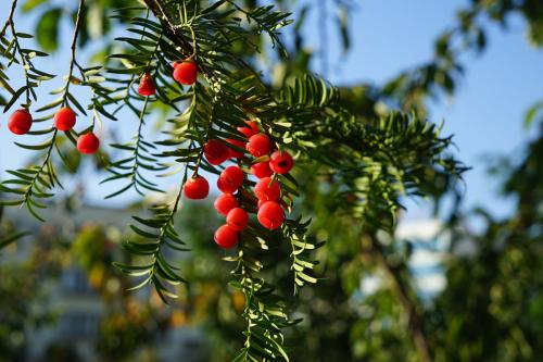 �춹ɼҶ�Ӹɿ���ô�� �������춹ɼ��Ҷ����Ҳ����ɿ���