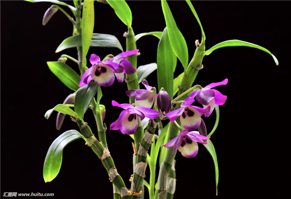 石斛兰开完花后怎么办 我们可以给它这样进行处理哦