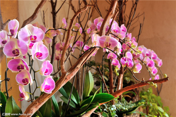 石斛兰开完花后怎么办 我们可以给它这样进行处理哦