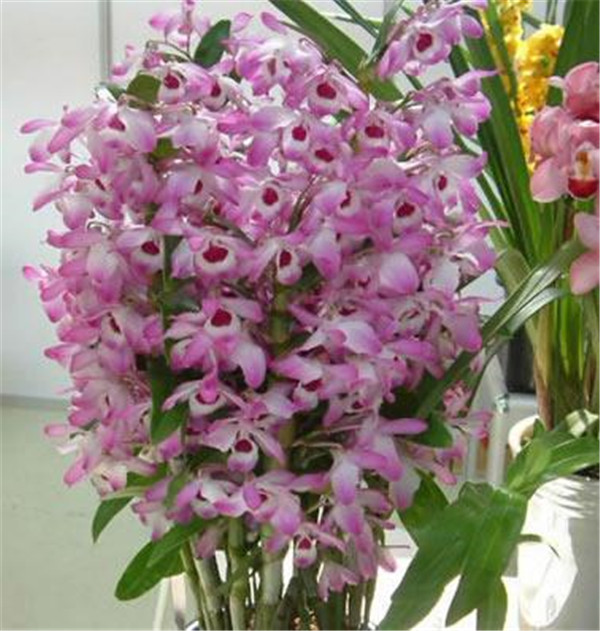 石斛兰开完花后怎么办 我们可以给它这样进行处理哦