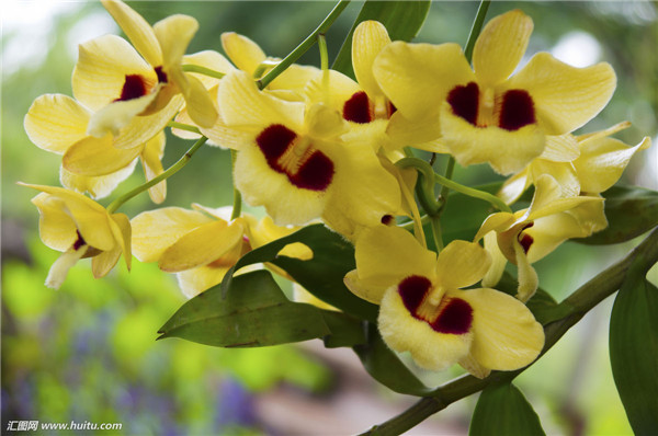 石斛兰开完花后怎么办 我们可以给它这样进行处理哦