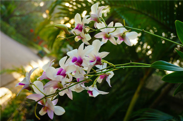 石斛兰开完花后怎么办 我们可以给它这样进行处理哦