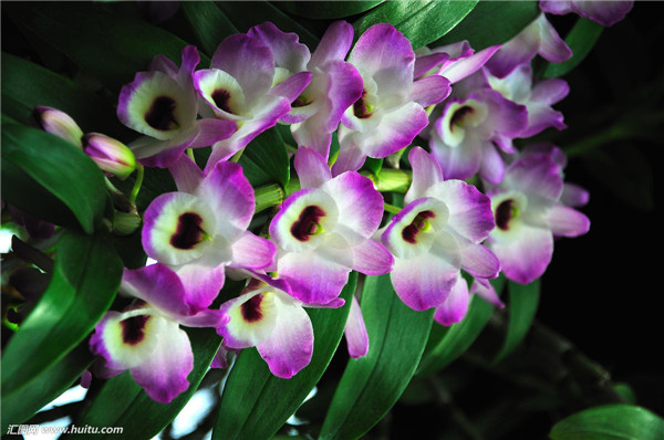 石斛兰开完花后怎么办 我们可以给它这样进行处理哦