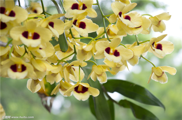 ʯ����Ҷ�ӷ�����ô�� ʯ����Ҷ�ӷ��ƽ���취������