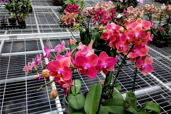 ʯ����Ҷ�ӷ�����ô�� ʯ����Ҷ�ӷ��ƽ���취������