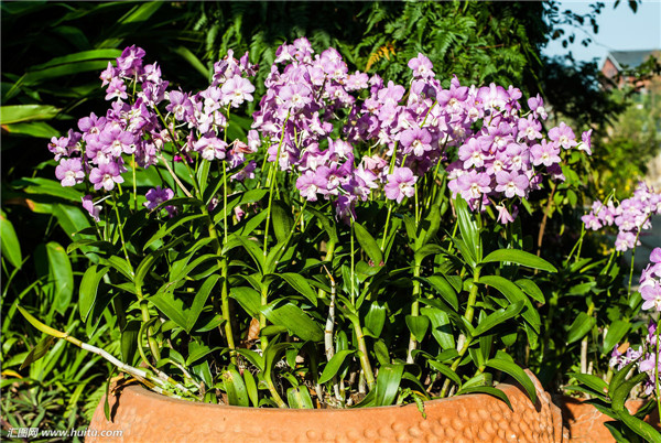 ʯ����Ҷ�ӷ�����ô�� ʯ����Ҷ�ӷ��ƽ���취������