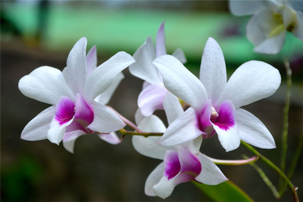 ʯ����Ҷ�ӷ�����ô�� ʯ����Ҷ�ӷ��ƽ���취������