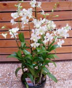 石斛兰可以吃吗 石斛兰的这些功效及作用你都知道吗