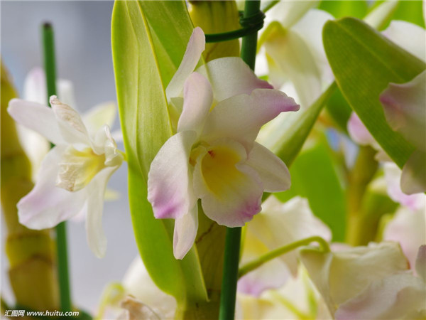 石斛兰如何浇水 石斛兰的浇水方法是非常有讲究的哦