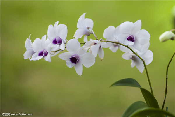石斛兰如何浇水 石斛兰的浇水方法是非常有讲究的哦
