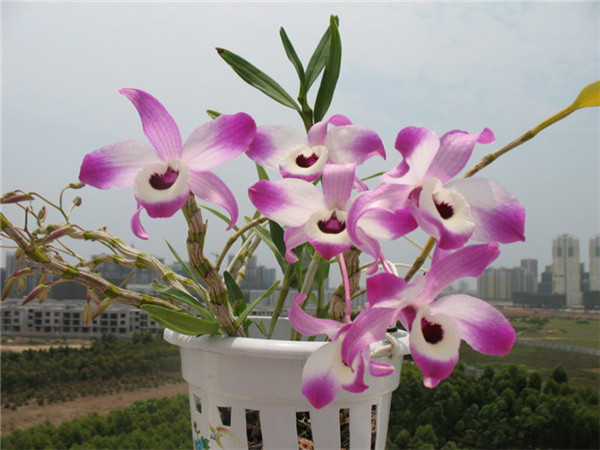 石斛兰如何浇水 石斛兰的浇水方法是非常有讲究的哦