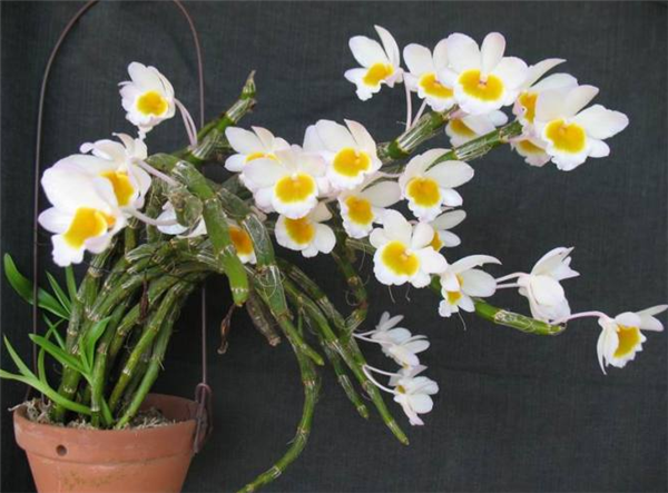 石斛兰如何浇水 石斛兰的浇水方法是非常有讲究的哦