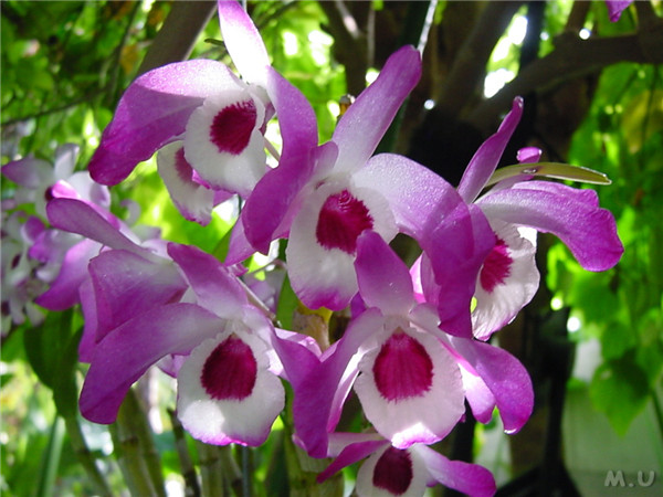 石斛兰如何浇水 石斛兰的浇水方法是非常有讲究的哦