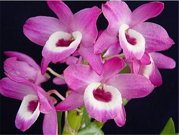 石斛兰如何浇水 石斛兰的浇水方法是非常有讲究的哦