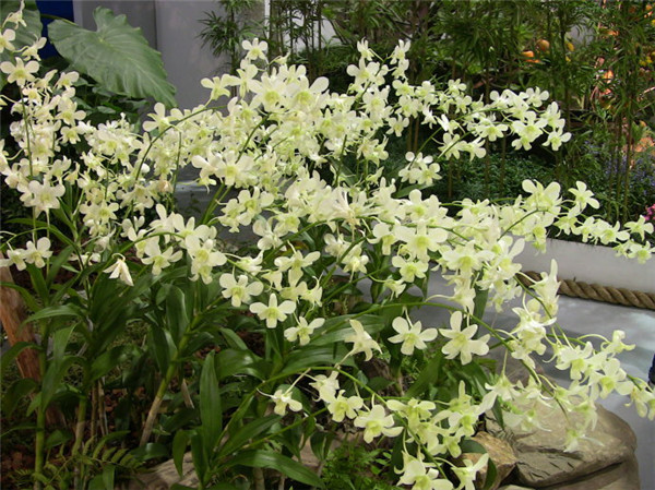 石斛兰怎么繁殖 石斛兰最齐全的繁殖方法都在这里哦