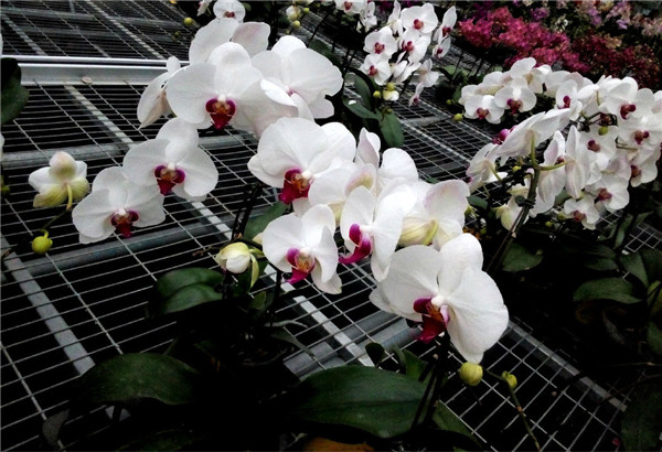 石斛兰怎么繁殖 石斛兰最齐全的繁殖方法都在这里哦