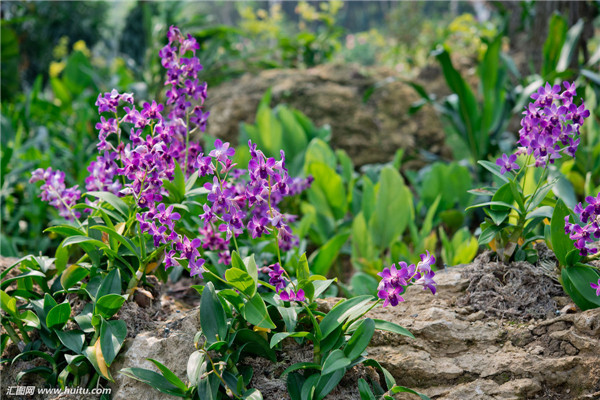 石斛兰怎么繁殖 石斛兰最齐全的繁殖方法都在这里哦