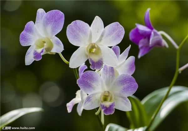 石斛兰怎么繁殖 石斛兰最齐全的繁殖方法都在这里哦