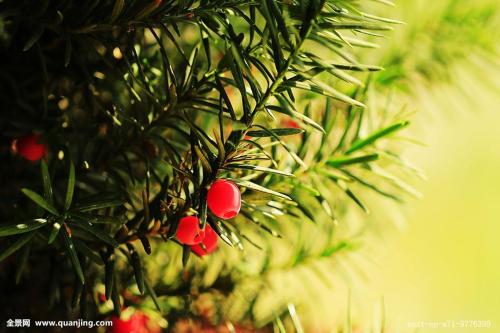 �춹ɼҶ�ӷ��Ƶ�ԭ����ʲô �춹ɼҶ�ӷ����������������