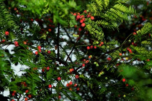 �춹ɼҶ�ӷ��Ƶ�ԭ����ʲô �춹ɼҶ�ӷ����������������