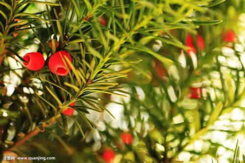 �춹ɼҶ�ӷ��Ƶ�ԭ����ʲô �춹ɼҶ�ӷ����������������